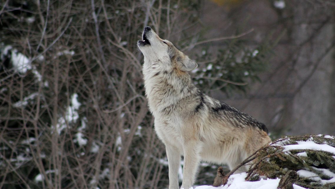 Det er for mye ulv mange steder i Sverige – Aktuellt i Politiken