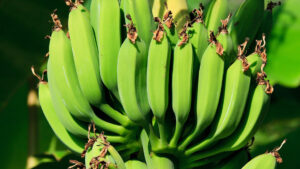 En klase bananer