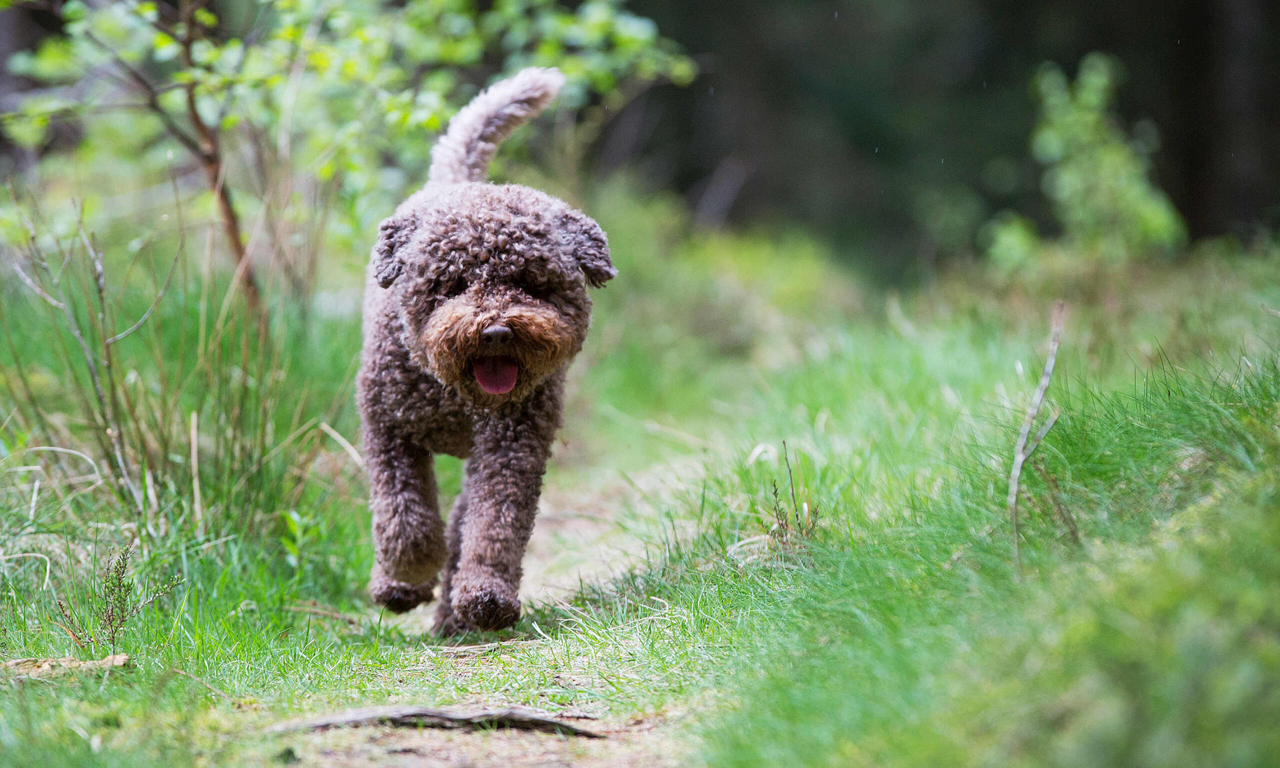 Huggormarna vaknar – hundar redan bitna