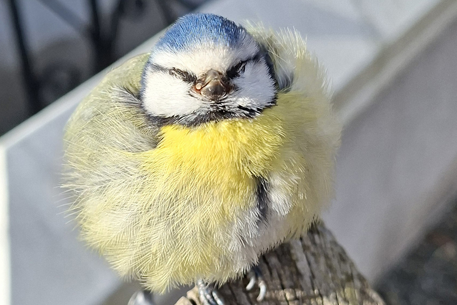 Uppmaning: sluta mata fåglar