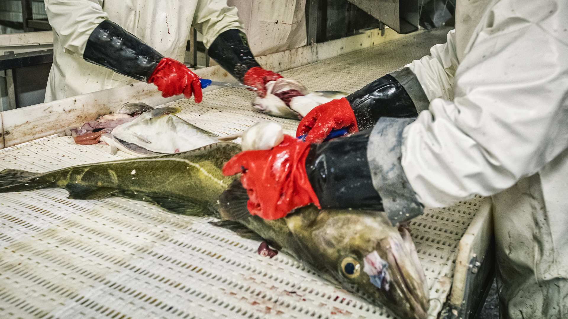 EU-parlamentet kräver akut räddningsplan för Östersjön