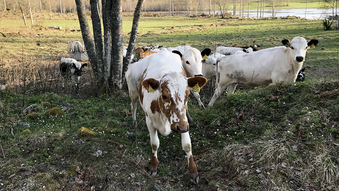 Sverige får allt färre och större mjölkgårdar